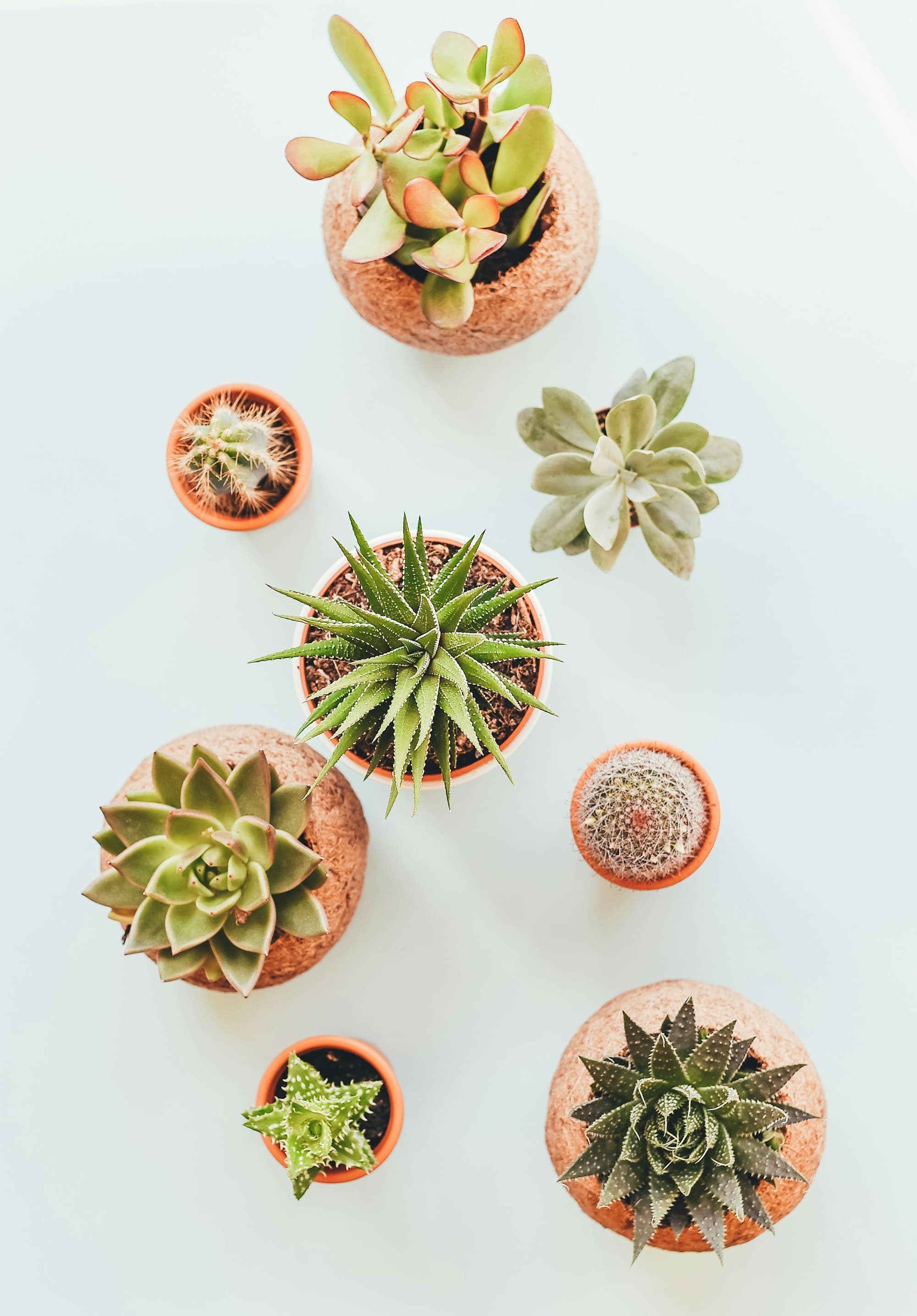 Decorative plant