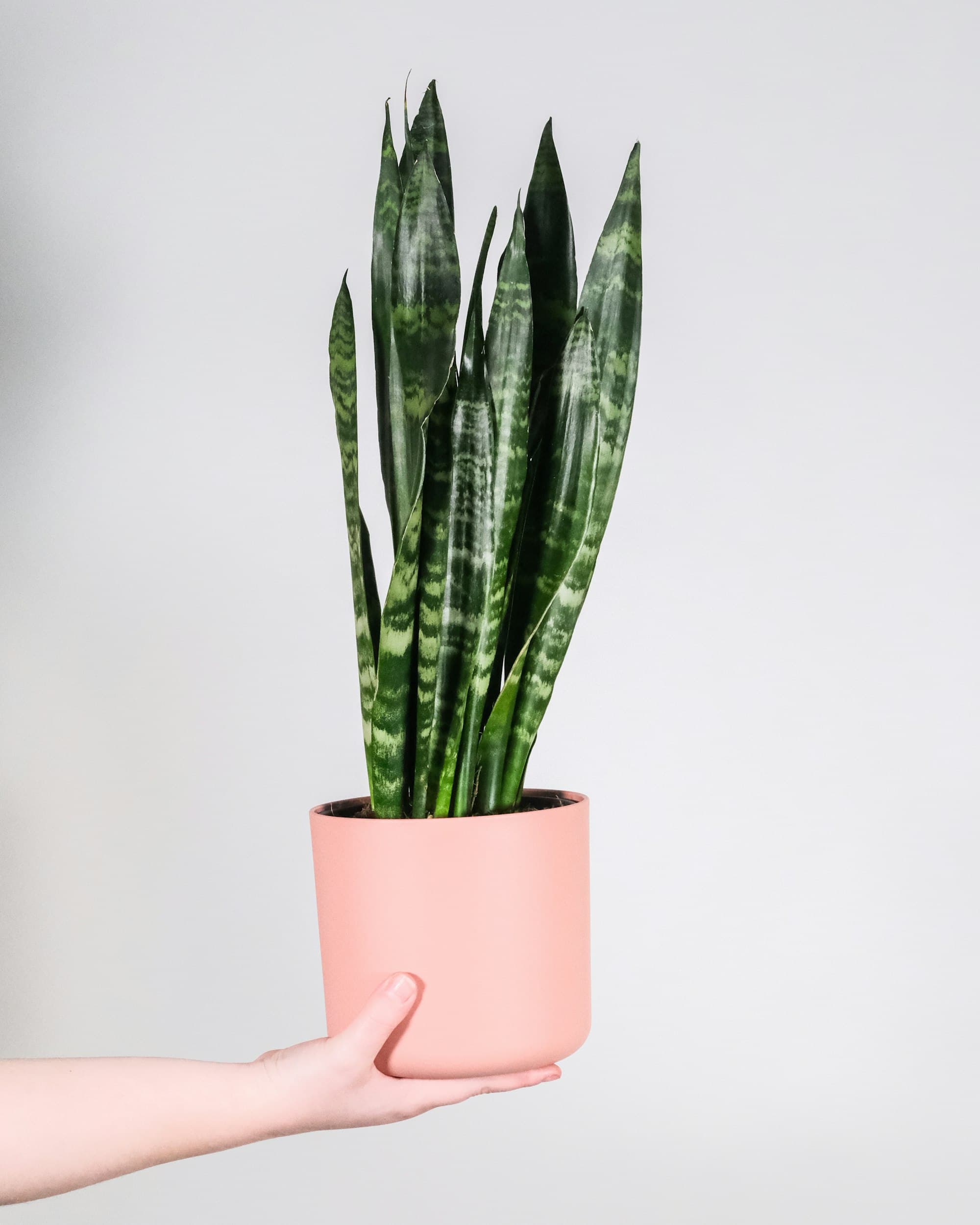 Decorative plant